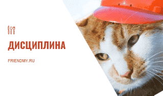 Кот умный, познал дисциплину. ц