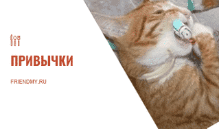 Лень, привычки. Кот чистит зубы, это хорошая привычка. Часть статьи про привычки.